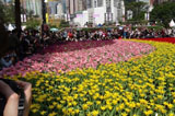 香港花卉展开幕市民踊跃体验“花之旅”